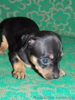 щенки любиммицы - <ro>Изображение</ro><ru>Изображение</ru> #3, <ru>Объявление</ru> #1136151