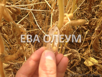 Сушка сои, сушка кукурузы, подсолнуха и рапса - <ro>Изображение</ro><ru>Изображение</ru> #2, <ru>Объявление</ru> #1141442