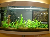 Аквариумы  «под ключ» в Киеве - <ro>Изображение</ro><ru>Изображение</ru> #2, <ru>Объявление</ru> #1144829