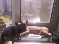 Продам котят породы Донской сфинкс! - <ro>Изображение</ro><ru>Изображение</ru> #2, <ru>Объявление</ru> #1148731