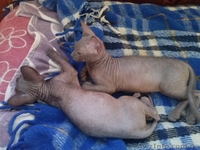 Продам котят породы Донской сфинкс! - <ro>Изображение</ro><ru>Изображение</ru> #3, <ru>Объявление</ru> #1148731