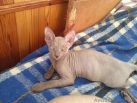 Продам котят породы Донской сфинкс! - <ro>Изображение</ro><ru>Изображение</ru> #4, <ru>Объявление</ru> #1148731