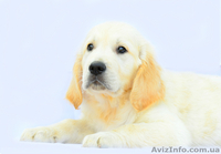 ЗОЛОТИСТЫЙ РЕТРИВЕР, ЛАБРАДОР РЕТРИВЕР щенки. ИДЕАЛЕН ДЛЯ ВСЕХ!  - <ro>Изображение</ro><ru>Изображение</ru> #2, <ru>Объявление</ru> #255213