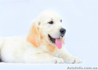 ЗОЛОТИСТЫЙ РЕТРИВЕР, ЛАБРАДОР РЕТРИВЕР щенки. ИДЕАЛЕН ДЛЯ ВСЕХ!  - <ro>Изображение</ro><ru>Изображение</ru> #3, <ru>Объявление</ru> #255213