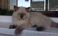 кошечка от чемпиона с голубыми глазами - <ro>Изображение</ro><ru>Изображение</ru> #1, <ru>Объявление</ru> #1151202