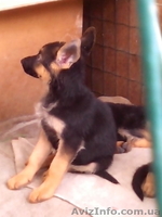 Продам щенков немецкой овчарки 3 месяца с документами КСУ - <ro>Изображение</ro><ru>Изображение</ru> #4, <ru>Объявление</ru> #1124148