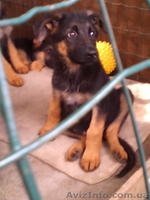 Продам щенков немецкой овчарки 3 месяца с документами КСУ - <ro>Изображение</ro><ru>Изображение</ru> #5, <ru>Объявление</ru> #1124148