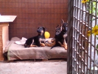 Продам щенков немецкой овчарки 3 месяца с документами КСУ - <ro>Изображение</ro><ru>Изображение</ru> #6, <ru>Объявление</ru> #1124148