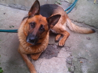 Продам щенков немецкой овчарки 3 месяца с документами КСУ - <ro>Изображение</ro><ru>Изображение</ru> #7, <ru>Объявление</ru> #1124148