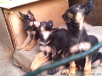 Продам щенков немецкой овчарки 3 месяца с документами КСУ - <ro>Изображение</ro><ru>Изображение</ru> #8, <ru>Объявление</ru> #1124148