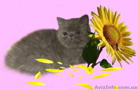 Экзотические котята-экзоты - <ro>Изображение</ro><ru>Изображение</ru> #8, <ru>Объявление</ru> #924583