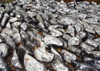 Запчасти б/у на рено канго оптика и стекла Разборка (Renault Kangoo): - <ro>Изображение</ro><ru>Изображение</ru> #1, <ru>Объявление</ru> #1142564