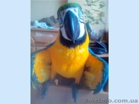Отдадим попугая Ара в хорошие руки(бесплатно) - <ro>Изображение</ro><ru>Изображение</ru> #2, <ru>Объявление</ru> #1166578