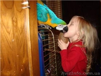 Отдадим попугая Ара в хорошие руки(бесплатно) - <ro>Изображение</ro><ru>Изображение</ru> #5, <ru>Объявление</ru> #1166578