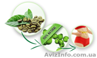 Зеленый кофе для стройной фигуры - <ro>Изображение</ro><ru>Изображение</ru> #1, <ru>Объявление</ru> #1156873