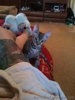 Чистокровные донские сфинксы - <ro>Изображение</ro><ru>Изображение</ru> #2, <ru>Объявление</ru> #1157226