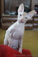 Чистокровные донские сфинксы - <ro>Изображение</ro><ru>Изображение</ru> #3, <ru>Объявление</ru> #1157226