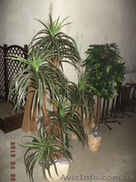 Деревья декоративные б/у - <ro>Изображение</ro><ru>Изображение</ru> #2, <ru>Объявление</ru> #1160944