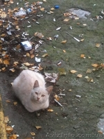 Спасите котёнка! - <ro>Изображение</ro><ru>Изображение</ru> #1, <ru>Объявление</ru> #1164314