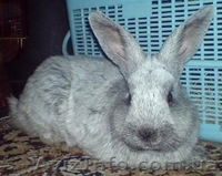 Кролики мясных и мясо-шкурковых пород (полтавский серебристый, БСС) - <ro>Изображение</ro><ru>Изображение</ru> #2, <ru>Объявление</ru> #1155351