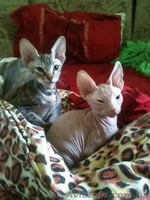 Чистокровные донские сфинксы - <ro>Изображение</ro><ru>Изображение</ru> #4, <ru>Объявление</ru> #1157226