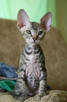 Чистокровные донские сфинксы - <ro>Изображение</ro><ru>Изображение</ru> #5, <ru>Объявление</ru> #1157226