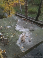 Спасите котёнка! - <ro>Изображение</ro><ru>Изображение</ru> #2, <ru>Объявление</ru> #1164314