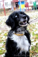 Отдам собаку в хорошие руки, Киев - <ro>Изображение</ro><ru>Изображение</ru> #1, <ru>Объявление</ru> #1175405