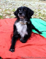 Отдам собаку в хорошие руки, Киев - <ro>Изображение</ro><ru>Изображение</ru> #2, <ru>Объявление</ru> #1175405