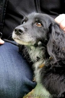 Отдам собаку в хорошие руки, Киев - <ro>Изображение</ro><ru>Изображение</ru> #3, <ru>Объявление</ru> #1175405