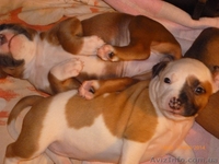 Девочки Ам.Стаф.Терьер. - <ro>Изображение</ro><ru>Изображение</ru> #1, <ru>Объявление</ru> #1175272