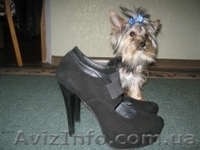 Подрощенный йорк мальчик 10мес-1кг. - <ro>Изображение</ro><ru>Изображение</ru> #1, <ru>Объявление</ru> #1179386