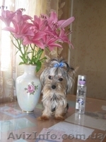 Подрощенный йорк мальчик 10мес-1кг. - <ro>Изображение</ro><ru>Изображение</ru> #3, <ru>Объявление</ru> #1179386