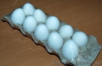 Термоусадочная упаковочная машина мод. RP 55 - <ro>Изображение</ro><ru>Изображение</ru> #8, <ru>Объявление</ru> #1176756