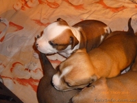 Девочки Ам.Стаф.Терьер. - <ro>Изображение</ro><ru>Изображение</ru> #4, <ru>Объявление</ru> #1175272