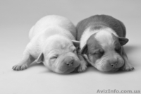 Фотосьемка животных в Киеве. Фото кошек, собак! - <ro>Изображение</ro><ru>Изображение</ru> #2, <ru>Объявление</ru> #1196619