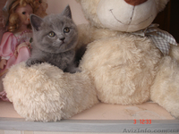 ПЛЮШЕВЫЕ КОШЕЧКИ - <ro>Изображение</ro><ru>Изображение</ru> #4, <ru>Объявление</ru> #1186459
