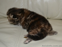 Вислоухая мраморная девочка - <ro>Изображение</ro><ru>Изображение</ru> #3, <ru>Объявление</ru> #1195939