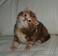 Шоколадный мраморный мальчик - <ro>Изображение</ro><ru>Изображение</ru> #3, <ru>Объявление</ru> #1195944