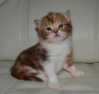 Шоколадная мраморная черепашка биколор - <ro>Изображение</ro><ru>Изображение</ru> #2, <ru>Объявление</ru> #1195942