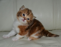 Шоколадная мраморная черепашка биколор - <ro>Изображение</ro><ru>Изображение</ru> #1, <ru>Объявление</ru> #1195942