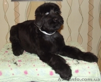Питомник Предлагает щенков Черного Терьера с родословной - <ro>Изображение</ro><ru>Изображение</ru> #3, <ru>Объявление</ru> #1195361