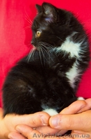 Котенок БЕСПЛАТНО - <ro>Изображение</ro><ru>Изображение</ru> #1, <ru>Объявление</ru> #1195567