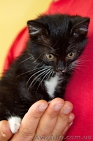 Котенок БЕСПЛАТНО - <ro>Изображение</ro><ru>Изображение</ru> #2, <ru>Объявление</ru> #1195567