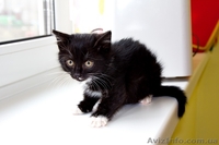 Котенок БЕСПЛАТНО - <ro>Изображение</ro><ru>Изображение</ru> #3, <ru>Объявление</ru> #1195567