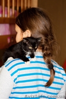 Котенок БЕСПЛАТНО - <ro>Изображение</ro><ru>Изображение</ru> #5, <ru>Объявление</ru> #1195567