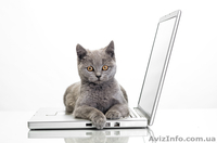 Фотосьемка животных в Киеве. Фото кошек, собак! - <ro>Изображение</ro><ru>Изображение</ru> #1, <ru>Объявление</ru> #1196619