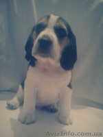 Резервирование щенков Бигля. - <ro>Изображение</ro><ru>Изображение</ru> #2, <ru>Объявление</ru> #1199516