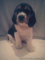 Резервирование щенков Бигля. - <ro>Изображение</ro><ru>Изображение</ru> #3, <ru>Объявление</ru> #1199516