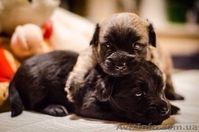 продам щенков скай терьера - <ro>Изображение</ro><ru>Изображение</ru> #1, <ru>Объявление</ru> #1208065